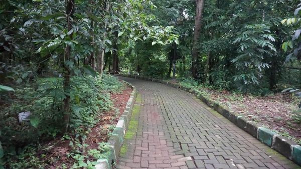 Foto: Melihat Hutan Kota Srengseng yang Akan Jadi Hutan Wisata