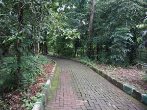 Foto: Melihat Hutan Kota Srengseng yang Akan Jadi Hutan Wisata