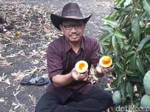 Sensasi Menikmati Mangga Alpukat Langsung Petik Pohon Sensasi Menikmati Mangga Alpukat Langsung Petik Pohon