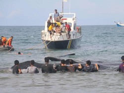 3 Ekor Paus yang Terdampar di Aceh Mati