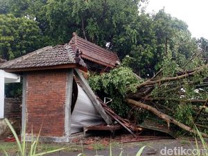 Beringin di Petilasan Raden Wijaya Tumbang Diterjang Angin Kencang