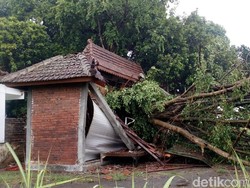 Beringin di Petilasan Raden Wijaya Tumbang Diterjang Angin Kencang