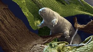 Lebih Dekat dengan Tardigrade, Spesies Tertangguh di Bumi
