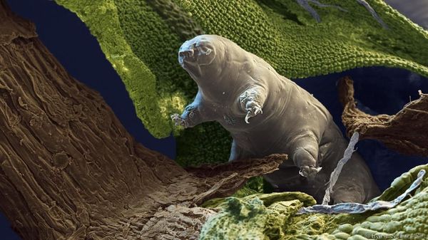 Lebih Dekat dengan Tardigrade, Spesies Tertangguh di Bumi