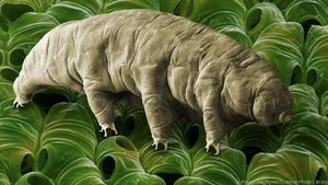 Tardigrade, Spesies Tertangguh Bumi yang Sambangi Bulan