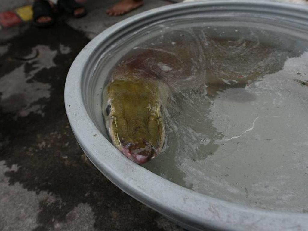 Ikan Monster Ditemukan di Surabaya, Disimpan di Ember