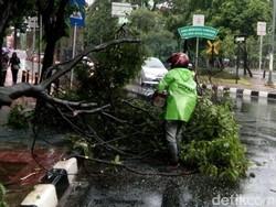 Warga yang Punya Pohon Besar Diimbau Melapor ke Sudin Kehutanan