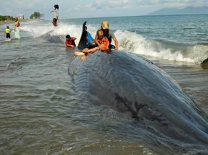 Foto: Deretan Fenomena Paus yang Terdampar dan Mati dalam Sepekan