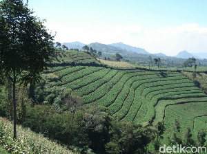 Rawan Longsor, 800 Ha Lereng Gunung Slamet Brebes Jadi Ladang Sayur