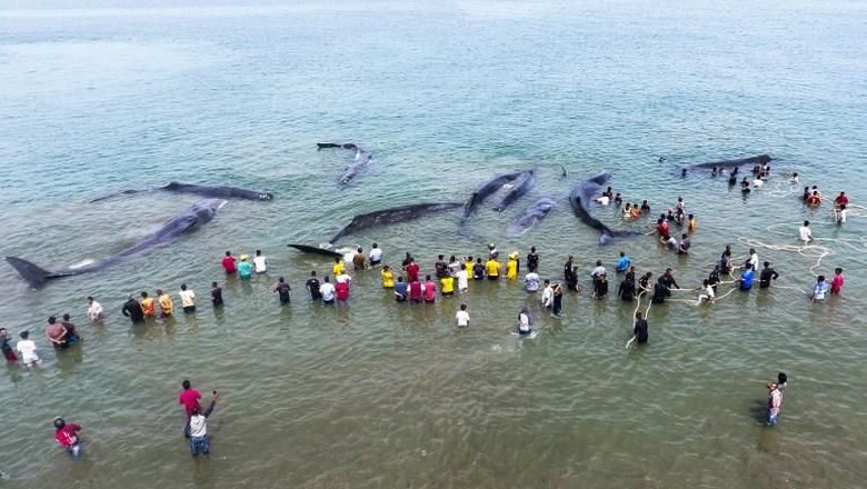 Ini Dugaan Penyebab Terdamparnya 10 Paus di Pantai Aceh