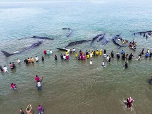 Ini Dugaan Penyebab Terdamparnya 10 Paus di Pantai Aceh