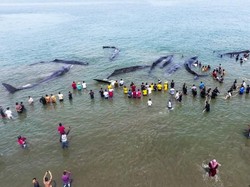 Ini Dugaan Penyebab Terdamparnya 10 Paus di Pantai Aceh