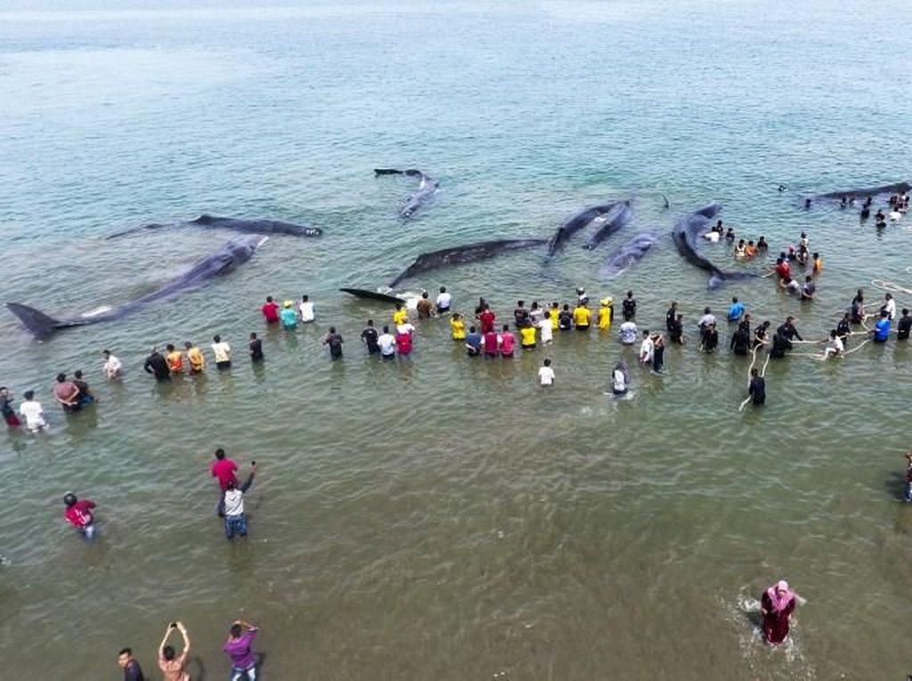 Foto: Penampakan Paus Sperma yang Terdampar di Aceh Foto: Penampakan Paus Sperma yang Terdampar di Aceh