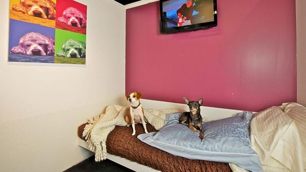 Foto: Hotel Khusus Buat Anjing