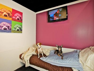 Foto: Hotel Khusus Buat Anjing