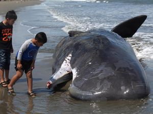 Kasus Paus Terdampar, LIPI: RI Harus Punya Peneliti Khusus Mamalia