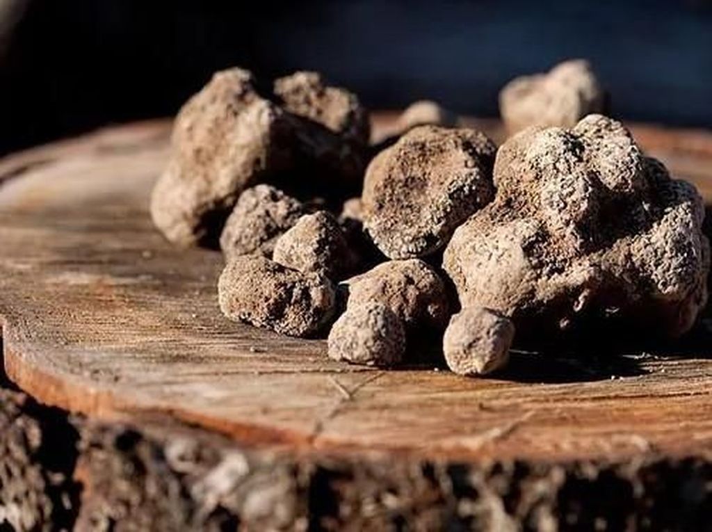Black Truffle Seharga Rp 26,8 Juta Per Kg Berhasil Ditemukan di Inggris Black Truffle Seharga Rp 26,8 Juta Per Kg Berhasil Ditemukan di Inggris