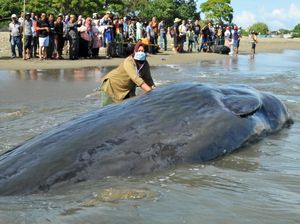 Penampakan Paus yang Mati karena Terdampar di Aceh