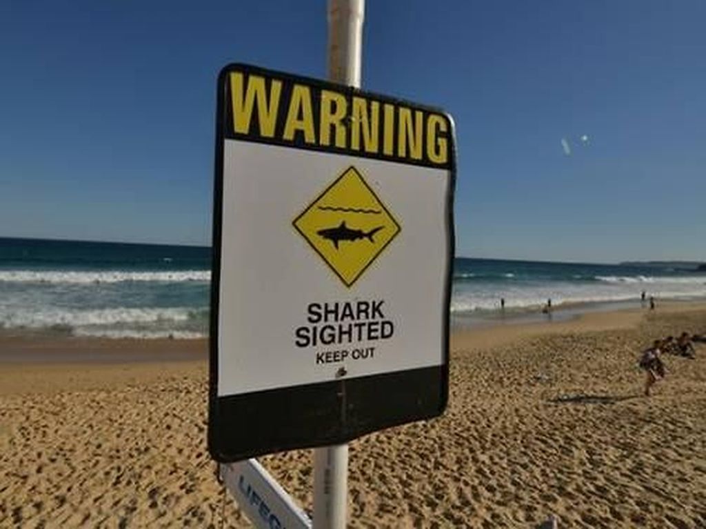 Pantai-pantai di Sydney Ditutup Usai Serangan Hiu Tewaskan Seorang Warga