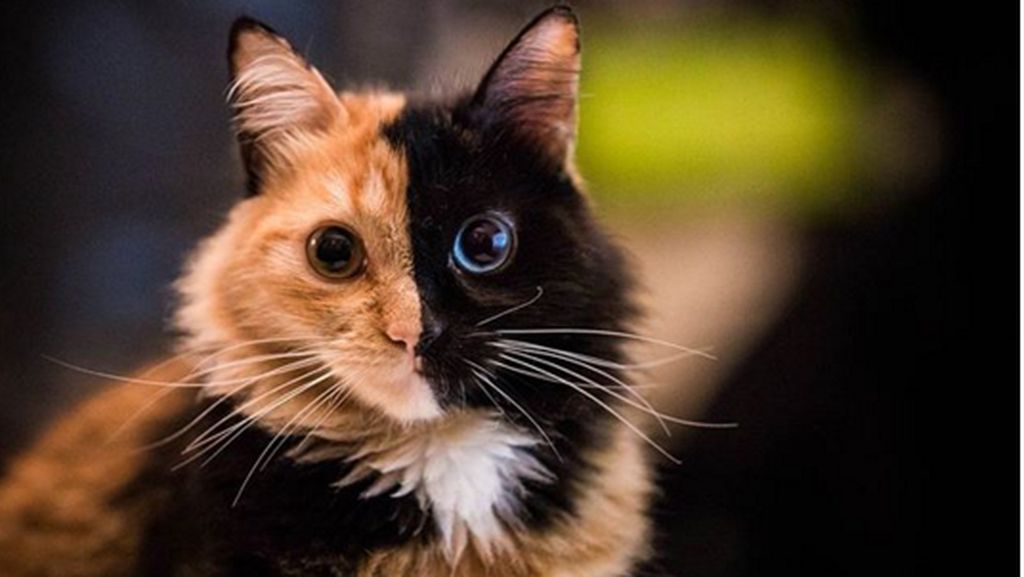 Kucing Berwajah Dua Warna Hebohkan Medsos Kucing Berwajah Dua Warna Hebohkan Medsos