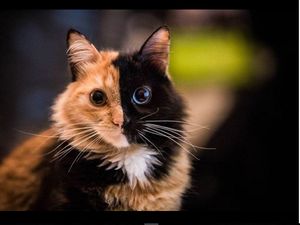 Kucing Berwajah Dua Warna Hebohkan Medsos
