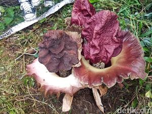 Dianggap Tak Biasa, Bunga Bangkai Bertunas 3 Jadi Perhatian Warga