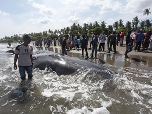 Analisa Ahli Soal Sebab Paus dan Lumba-lumba Terdampar di Pantai
