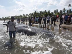 Analisa Ahli Soal Sebab Paus dan Lumba-lumba Terdampar di Pantai