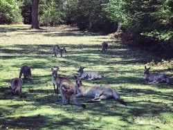 Dari Cruising Sampai Main Bersama Kangaroo di Australia