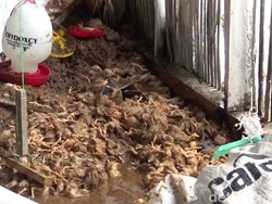 Longsor di Tasikmalaya, Seribu Ekor Ayam Mati Tertimbun