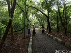 Panduan ke Hutan Kota Srengseng: Sejarah, Jam Buka, hingga Fasilitasnya