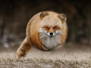 Respons Publik Positif, Aditya Aryanto Ungkap Tantangan Retouch Foto Hewan