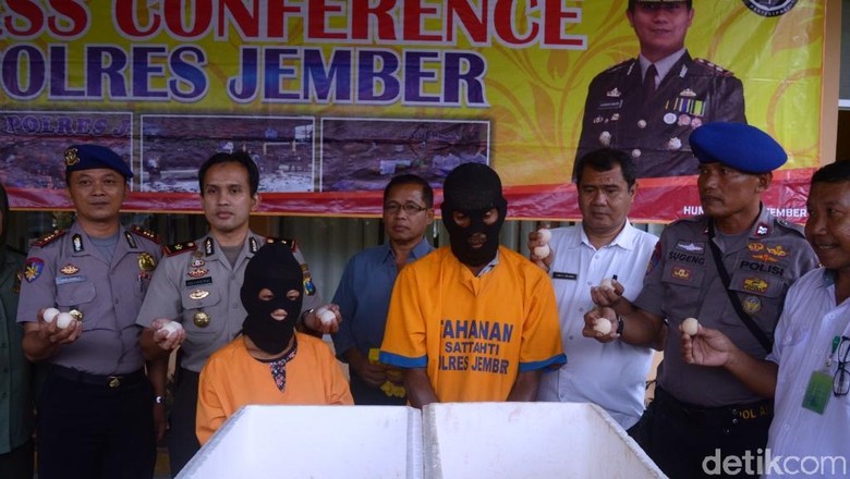 Dua Pedagang Ratusan Telur Penyu di Jember Ditangkap Dua Pedagang Ratusan Telur Penyu di Jember Ditangkap