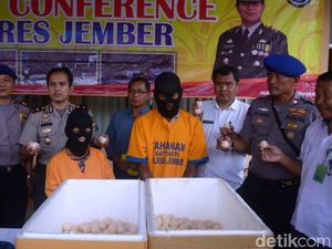 Dua Pedagang Ratusan Telur Penyu di Jember Ditangkap Dua Pedagang Ratusan Telur Penyu di Jember Ditangkap