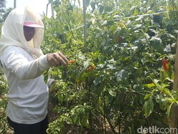 Ini Penyebab Virus Gemini Serang Tanaman Cabai di Malang