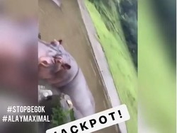 Polisi Periksa Pemuda yang Cekoki Anggur Merah ke Kuda Nil