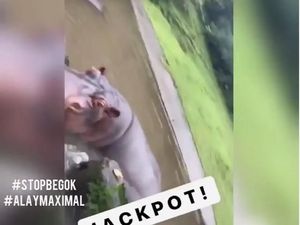 Kasus Kuda Nil Dicekoki Miras, Polisi Tunggu Observasi Taman Safari Kasus Kuda Nil Dicekoki Miras, Polisi Tunggu Observasi Taman Safari