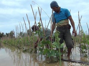 2 Hari Tergenang, Petani Melon di Banyuwangi Terancam Gagal Panen