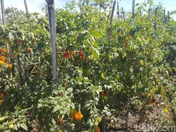 Ini 21 Kelompok Tani Dapatkan Bantuan Tanam Cabai Rawit