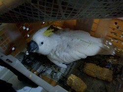 Dua Mahasiswa Diamankan Setelah Jual Satwa Langka