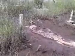 Belajar dari Kejadian Mayat Muncul ke Permukaan Makam di Kalbar