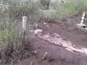 Belajar dari Kejadian Mayat Muncul ke Permukaan Makam di Kalbar Belajar dari Kejadian Mayat Muncul ke Permukaan Makam di Kalbar