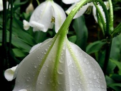 White in the rain