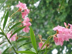 November Flower Rain