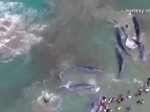 Melihat Terdamparnya 10 Ikan Paus di Aceh dari Langit