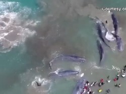 Melihat Terdamparnya 10 Ikan Paus di Aceh dari Langit