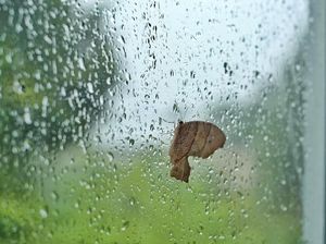 Kupu-kupu berteduh