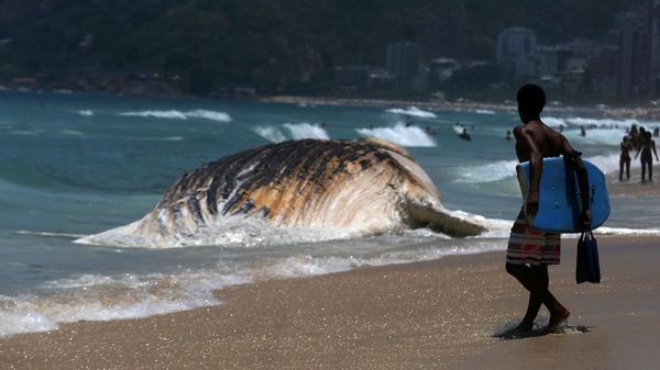 Foto: Penampakan Paus Raksasa yang Mati di Pantai Brasil
