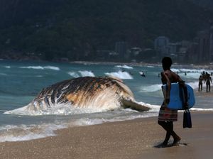 Foto: Penampakan Paus Raksasa yang Mati di Pantai Brasil