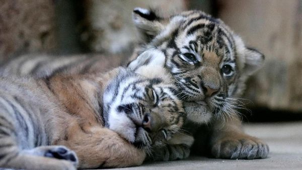 Gemasnya Bayi Kembar Harimau Malaya Langka yang Lahir di Praha